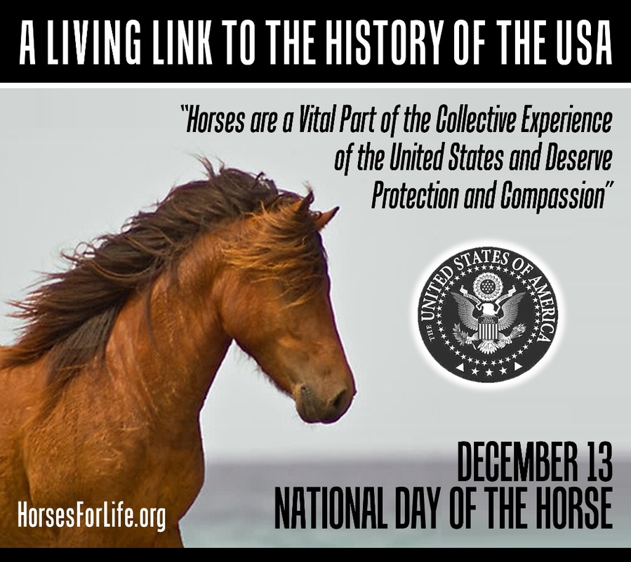 Horses For Life Foundation Blog